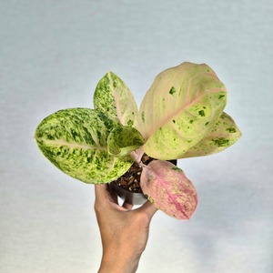 ③《Aglaonema Kamlai Thong》アグラオネマ カムライトーン 観葉植物 / レッドリーフ/ポット発送