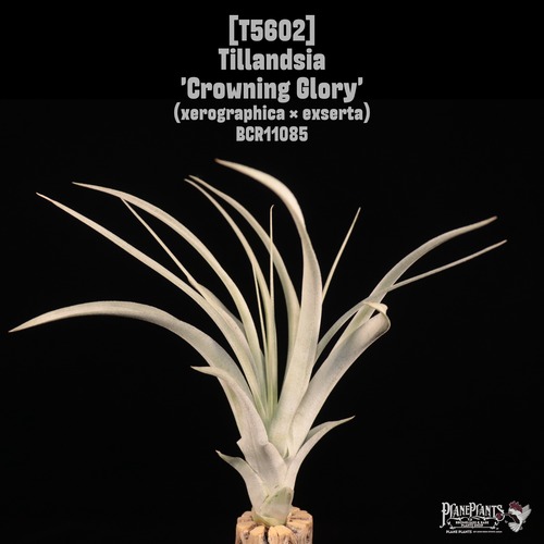 【送料無料】'Crowning Glory'〔エアプランツ〕現品発送T5602