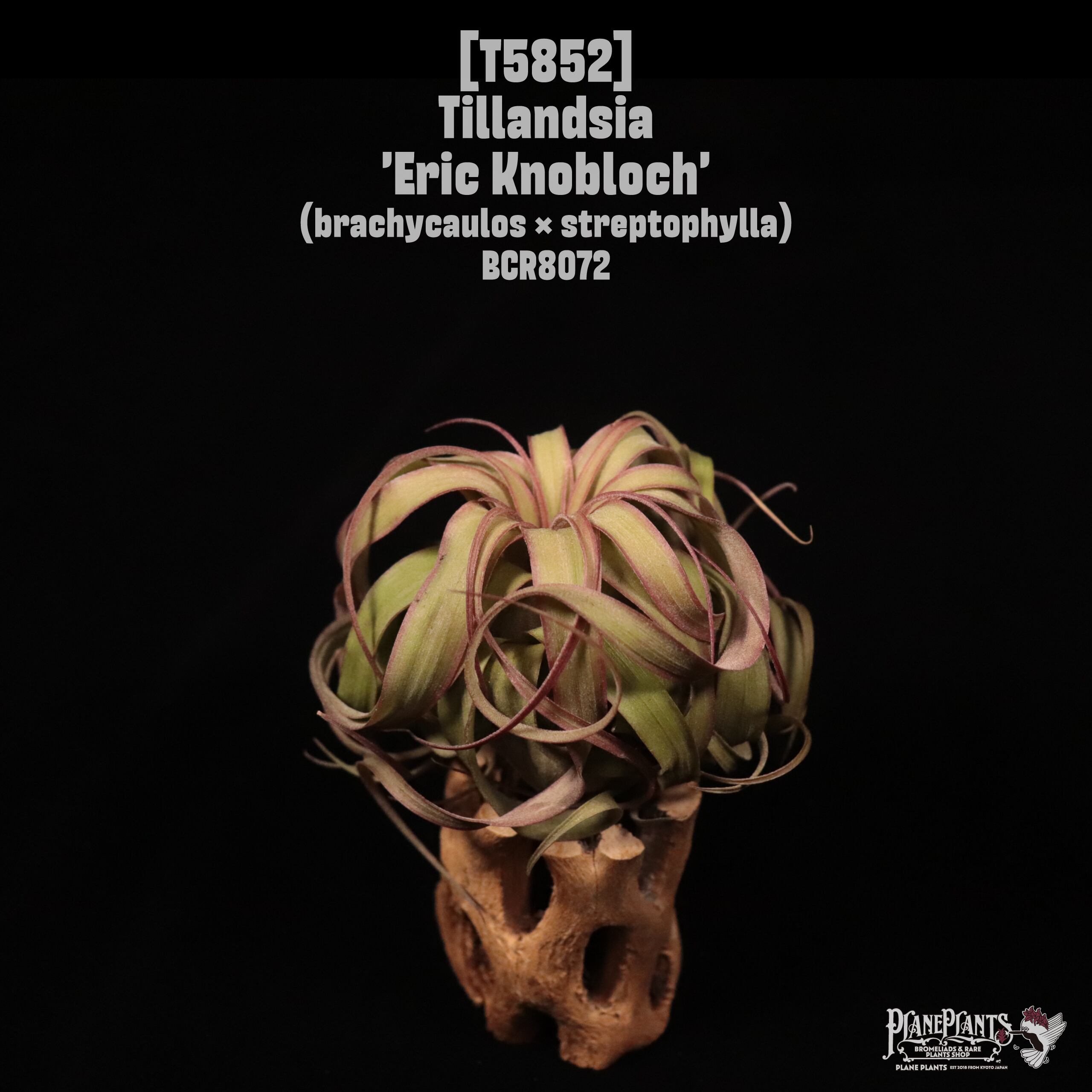 Tillandsia 'Eric Knobloch'〔ティランジア〕T5852