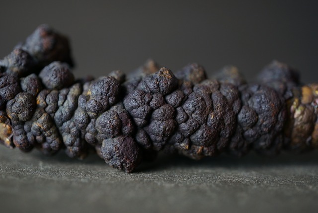 リモナイト Goethite var. Limonite 1554