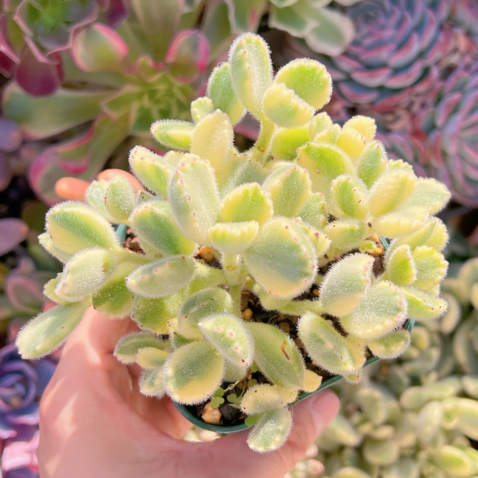 現品　白熊#653　群生　るる農園