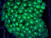【在庫処分】SelectionBaliShip Goniopora BaliGlitter Premium