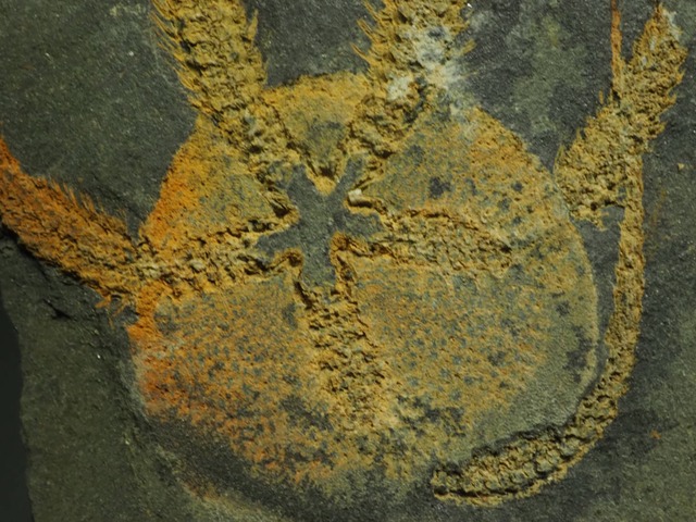 クモヒトデの化石【Ophiura sp.】モロッコ王国産/ヒトデ
