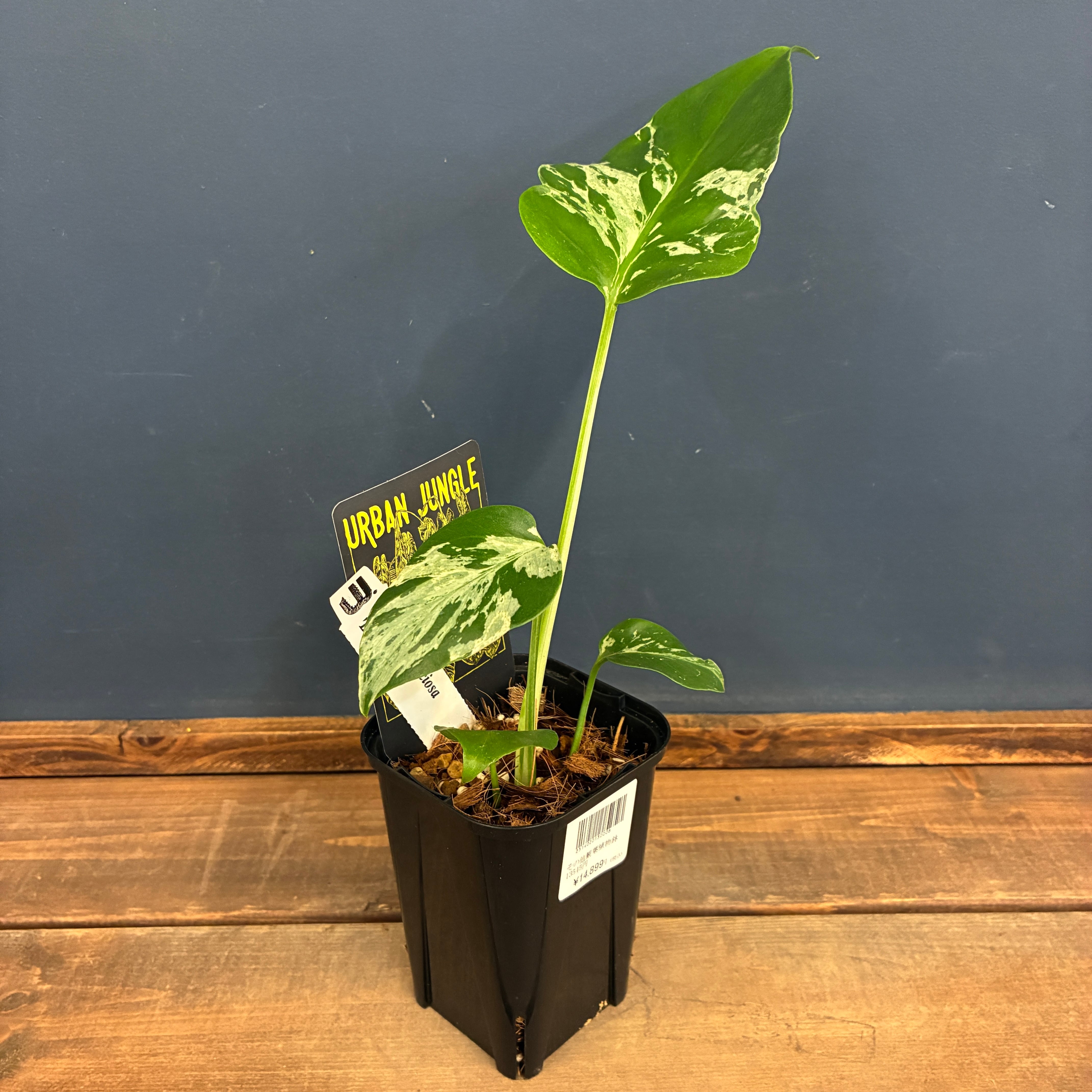 新着3日限定10%OFF】チランジア キセログラフィカ【223】 | PROTOLEAF