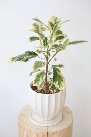 フランスゴムの木 斑入り/Ficus rubiginosa  ※陶器鉢付き