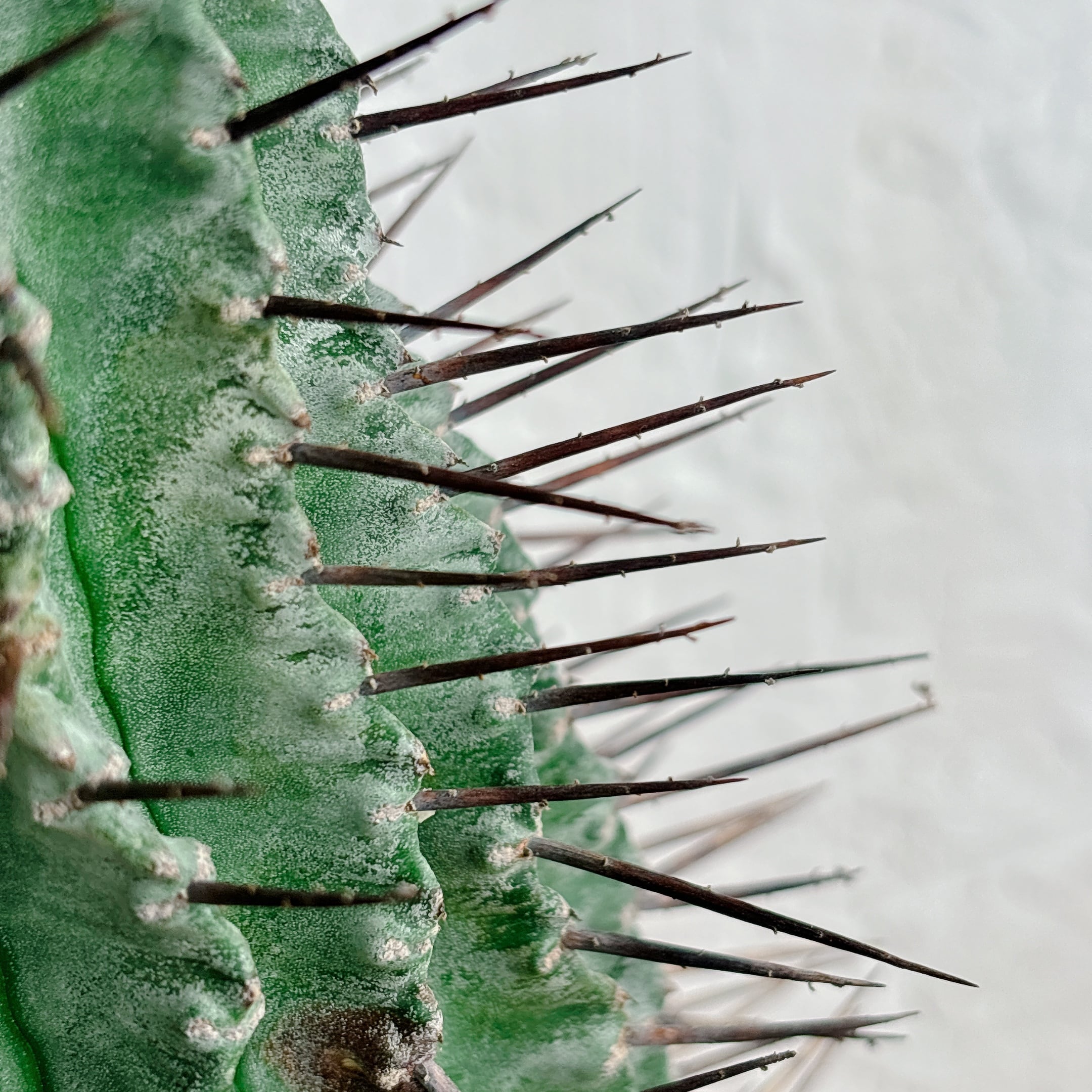 ユーフォルビア ホリダ | yu25plants