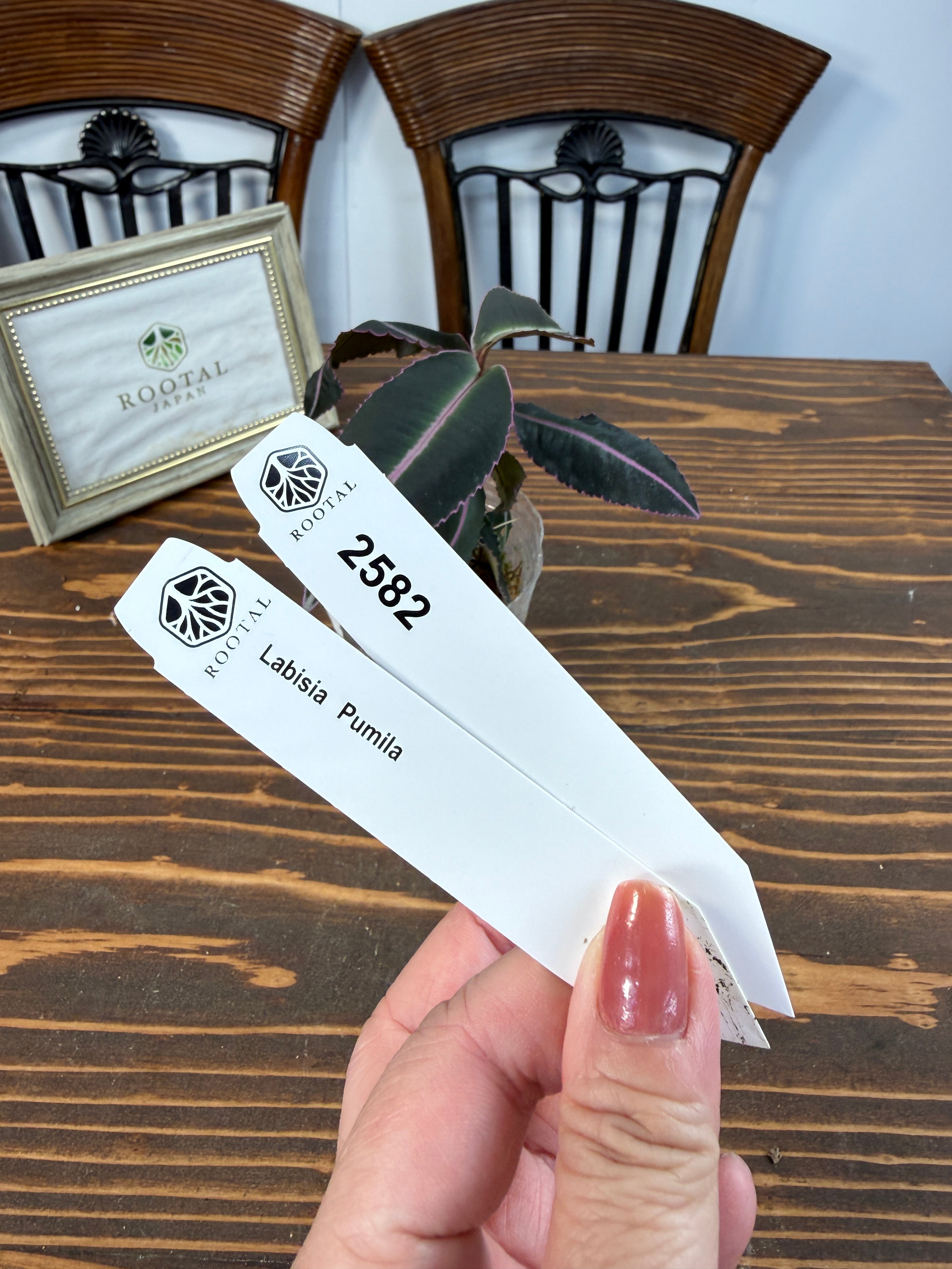 アウトレット★2582【凛と走る桃脈】ラビシア パミラ(2.5号ポット)※葉痛みあり