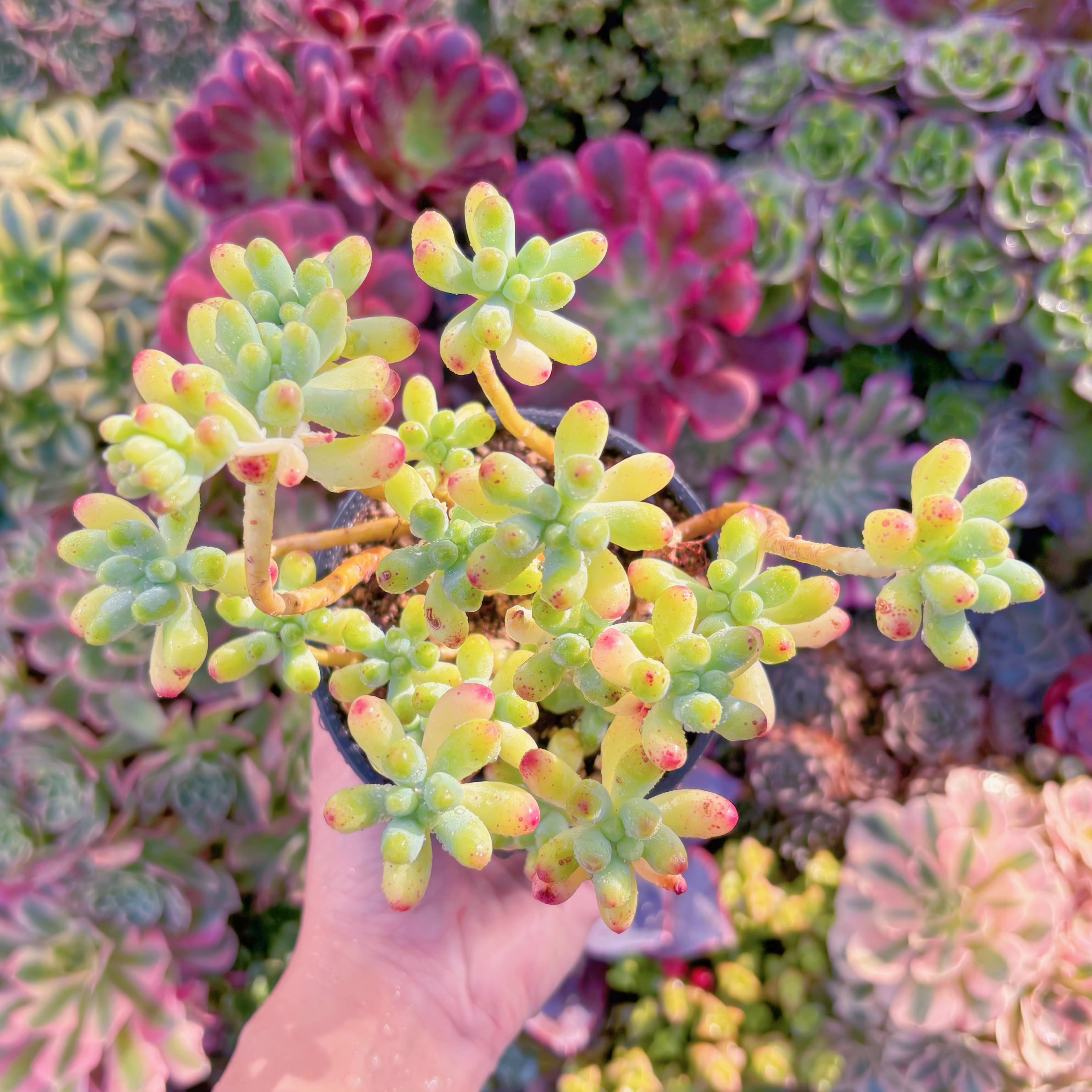 現品　乙女心#2201　新入荷　るる農園