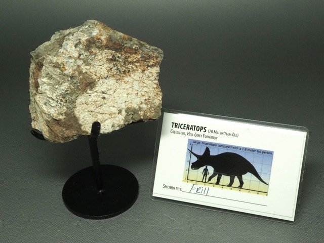 トリケラトプスのフリル【Triceratops horridus】【186 g】アメリカ・ヘルクリーク累層産/化石/恐竜