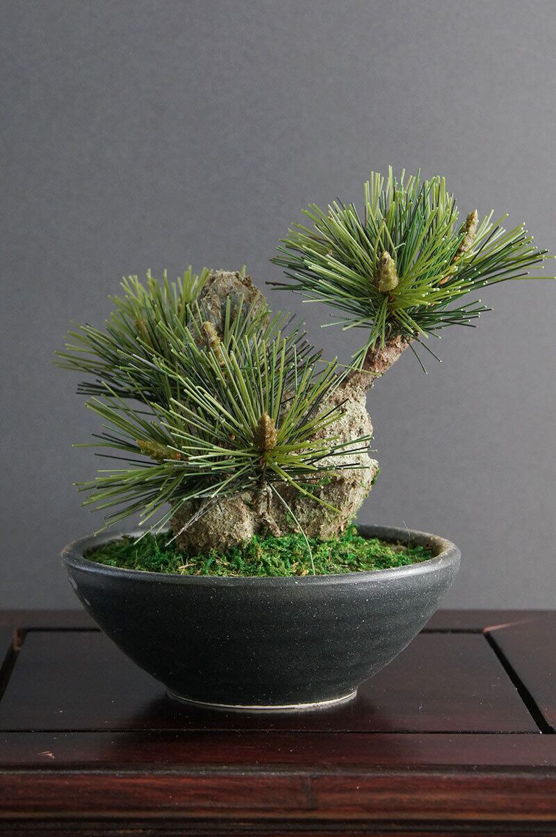 盆栽 杉 Cedartree Bonsai #8 | Oh! BONSAI