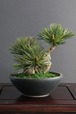 盆栽 松 Pinetree Bonsai #36（鉢変更）