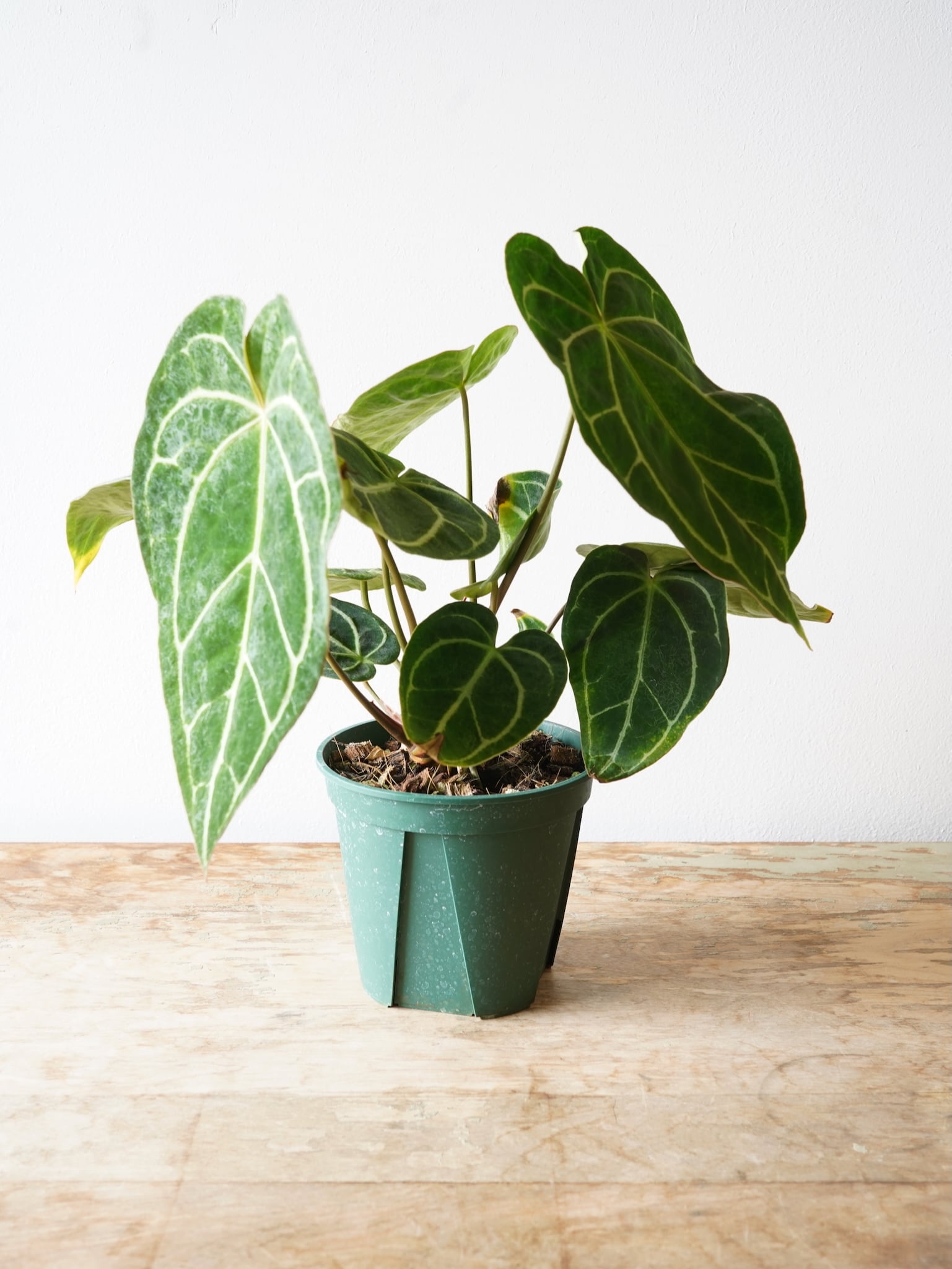 アンスリウム クリスタリナム ”ブラックフォーム” | フラワーショップ