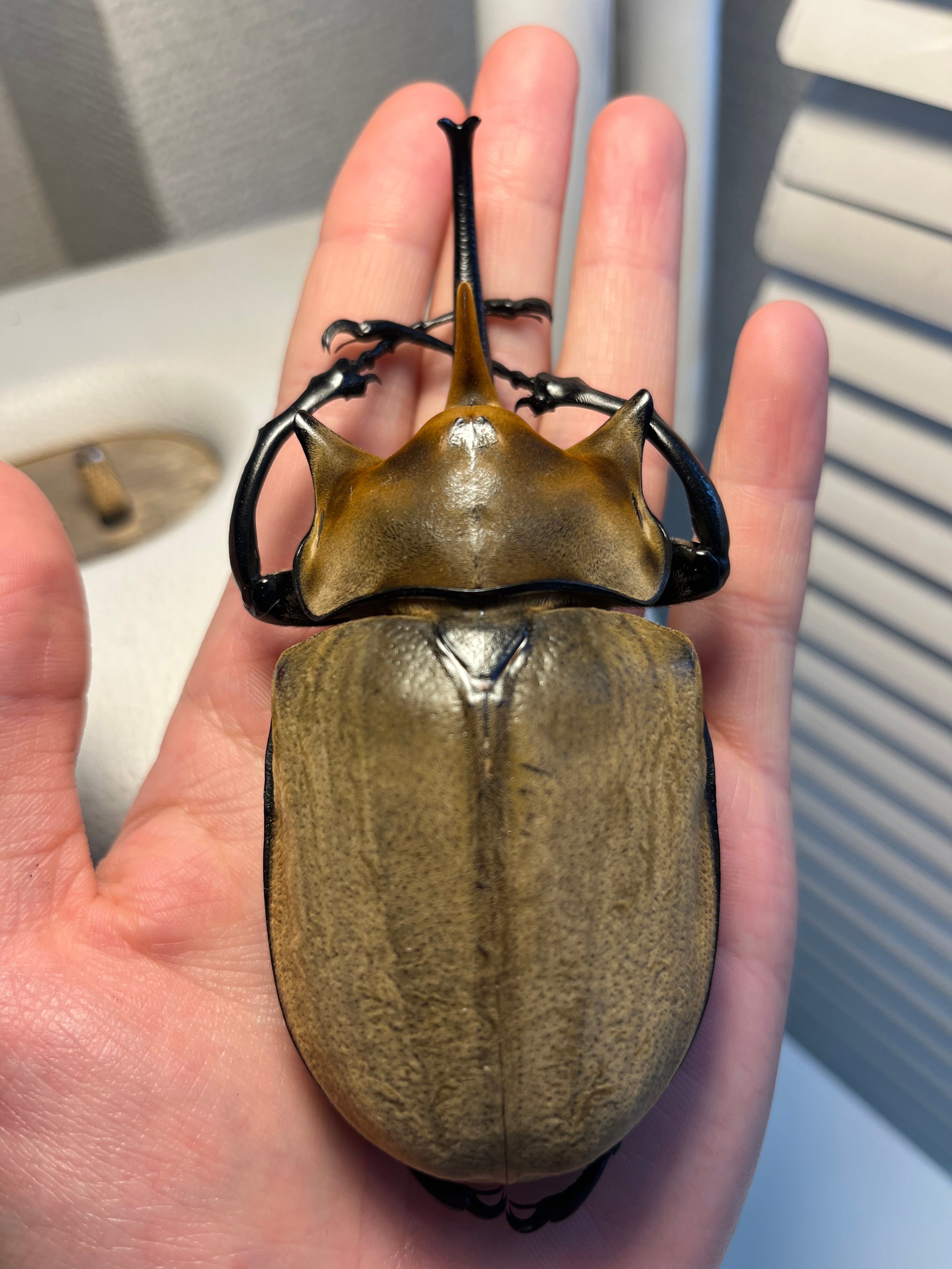 ALL ITEM | オモニキチュウ