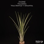 【送料無料】'Mali Dofitas' x ionantha〔エアプランツ〕現品発送T4398