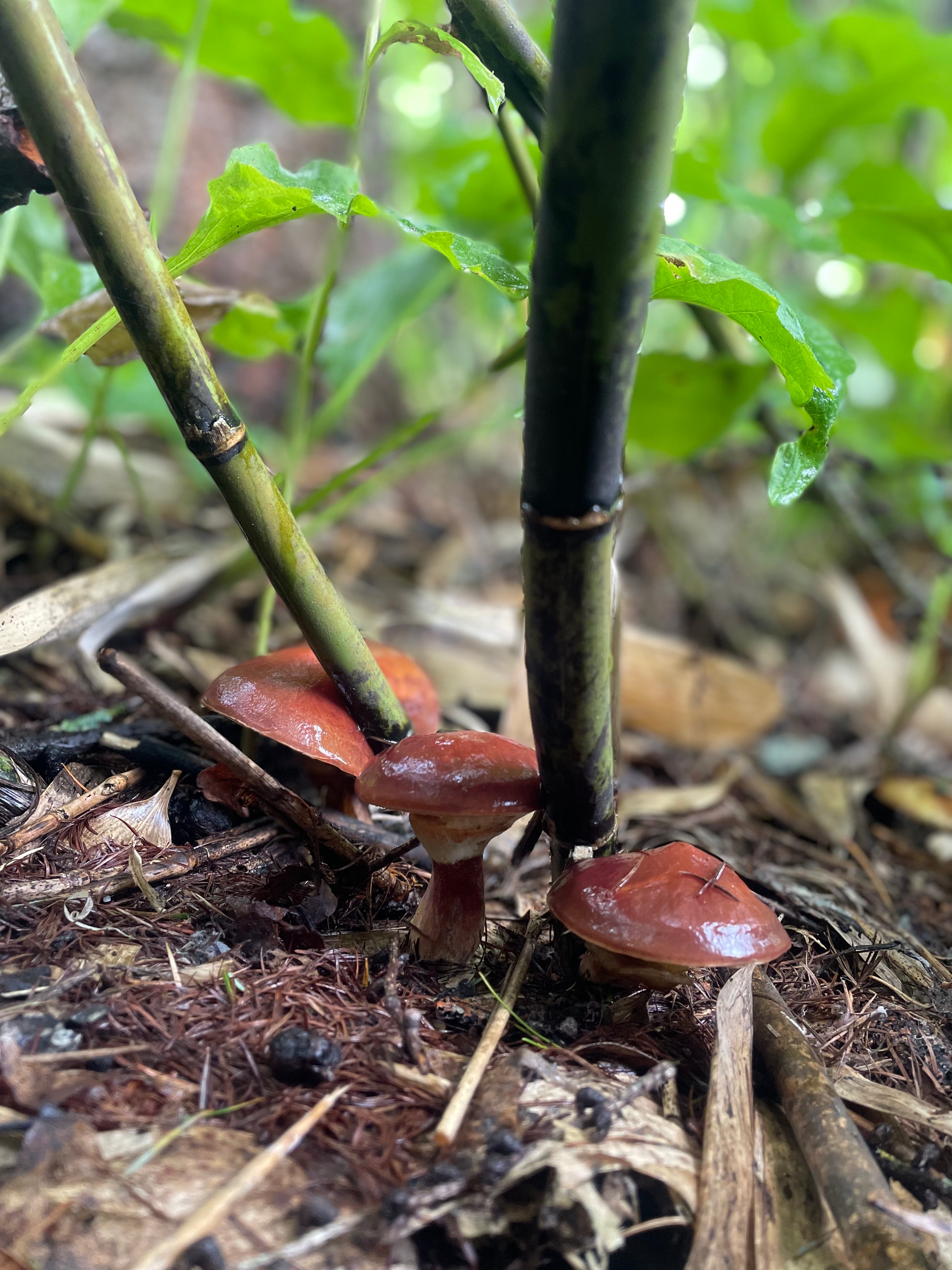 冷凍便送料込 500g×2パック 落葉きのこ ハナイグチ 青森県産