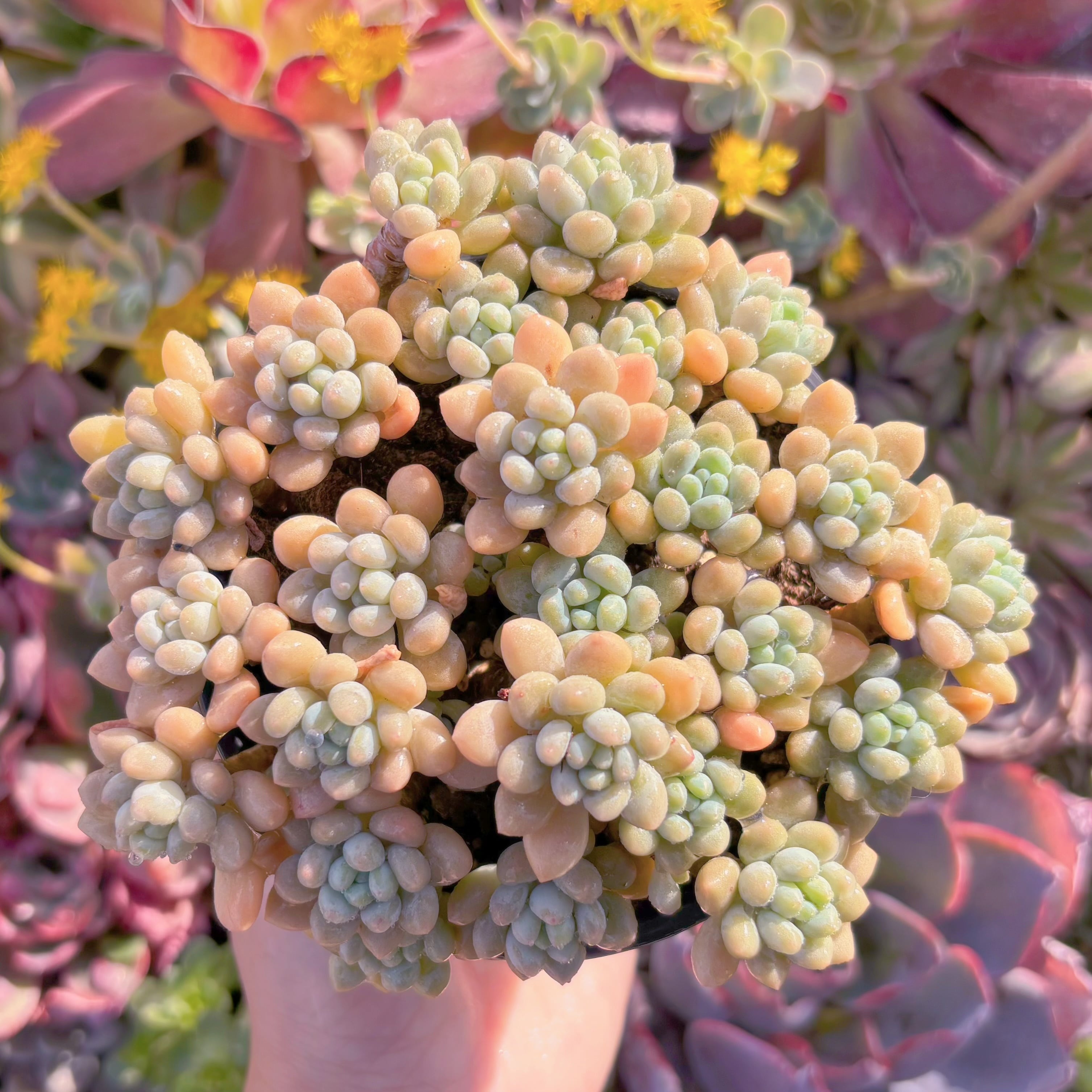 現品　キャビア#M091　大群生　るる農園