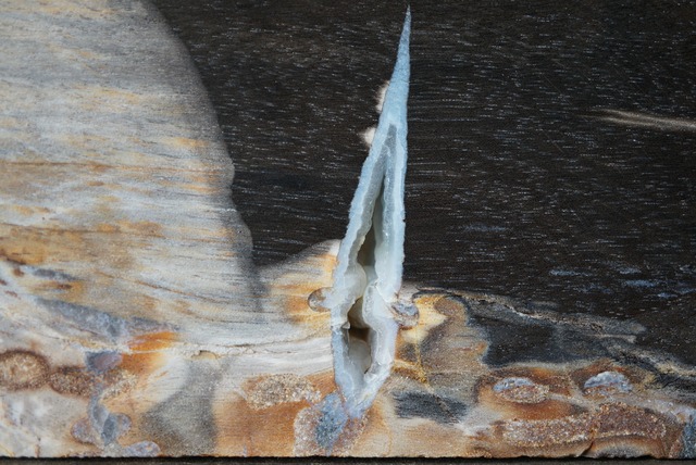 インドネシア産ペトリファイドウッド Petrified Wood 1177