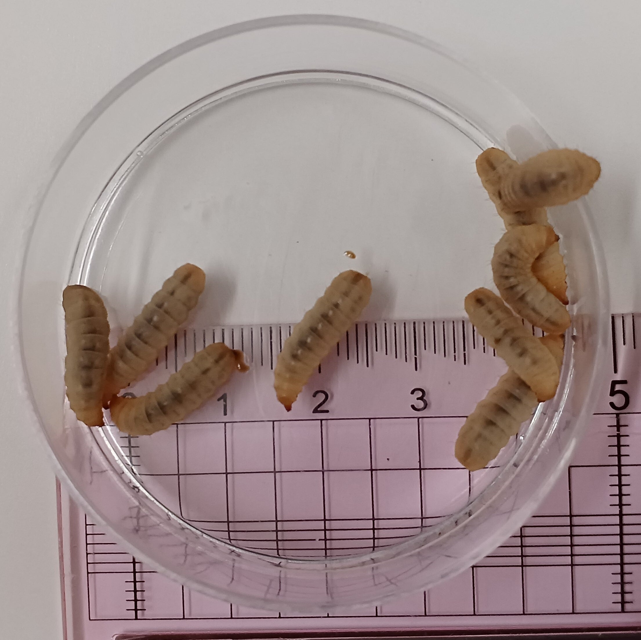 養殖　生き餌　アメリカミズアブ幼虫 100g 生餌】アメリカミズアブ幼虫（5グラム 25~35匹） (税込み・送料込み