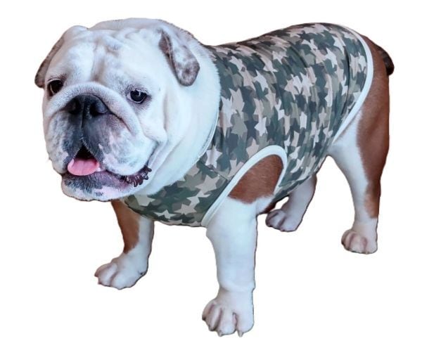 イングリッシュブルドッグの服 Bull＆Cherire