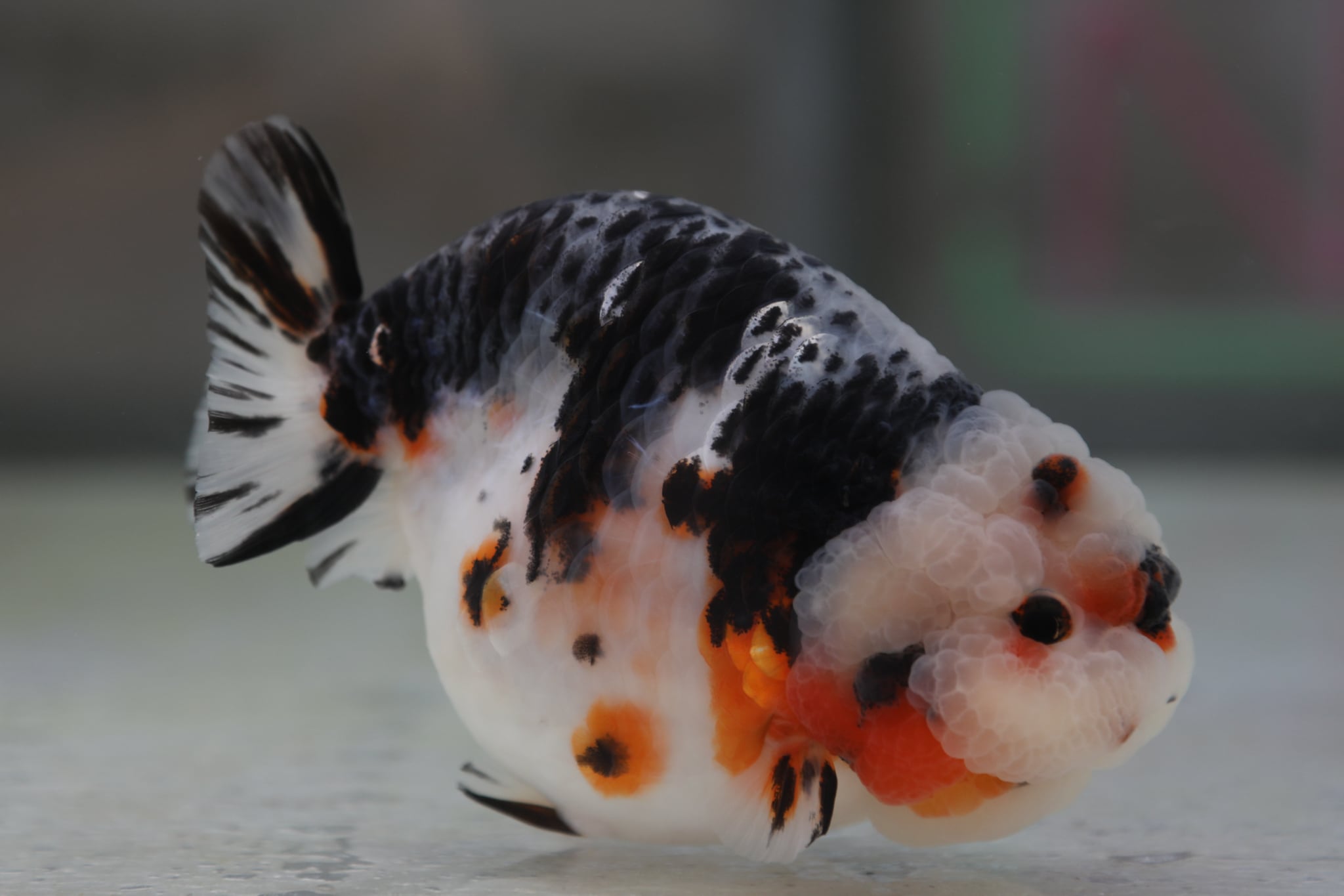 中国らんちゅう 江戸錦 16.0cm | 金魚大地