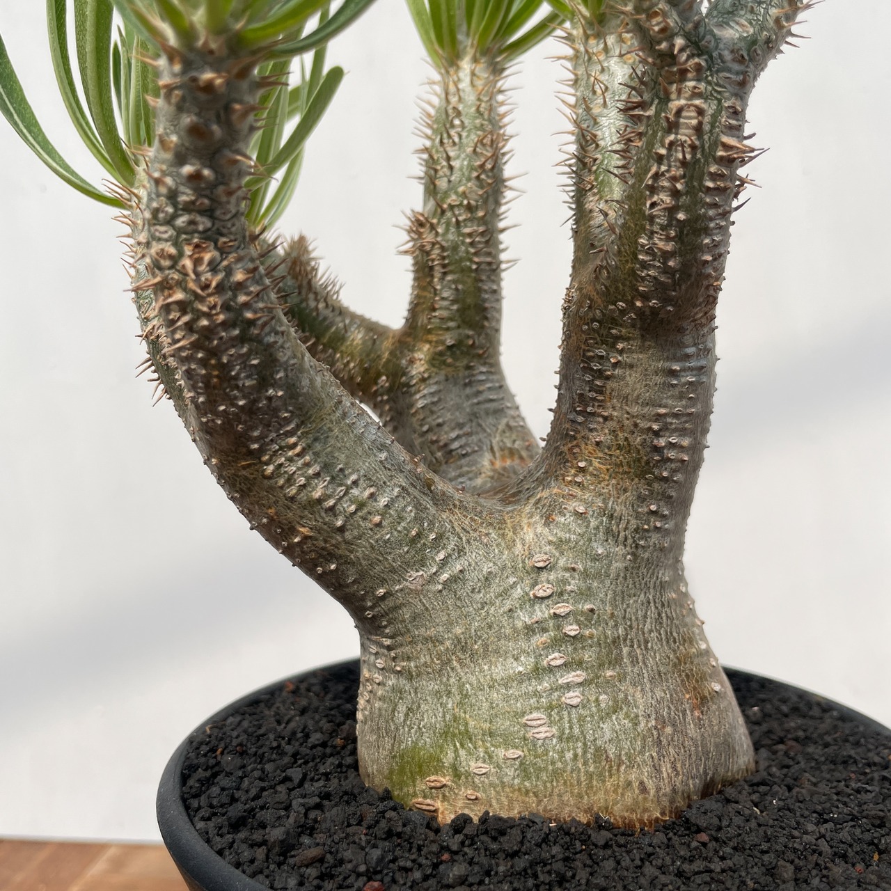 Pachypodium rosulatum var. inopinatum 【パキポディウム・イノピナツム】