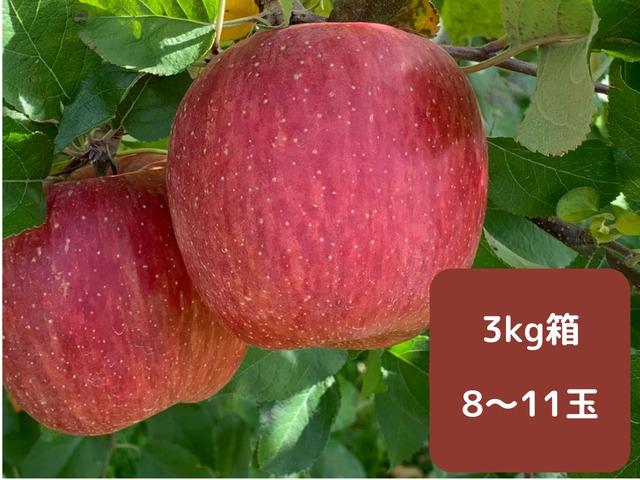 りんご【サンふじ】3kg箱 8～11玉