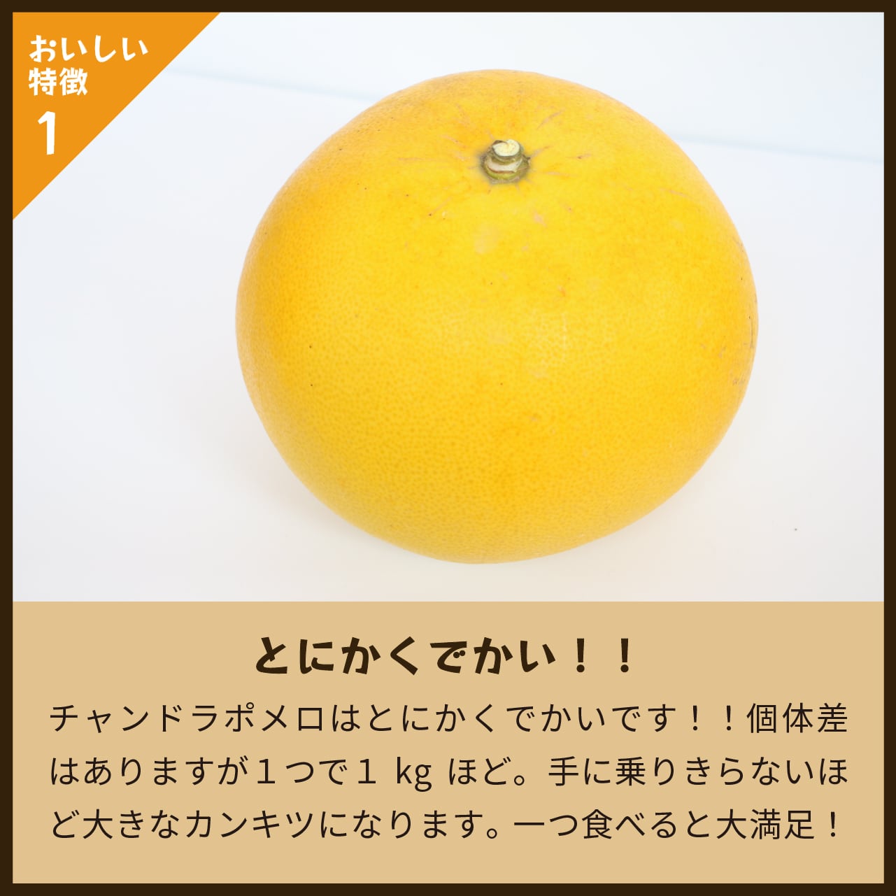 チャンドラポメロ3kg 家庭用【送料無料】 | 蔵出しみかんの産地直送