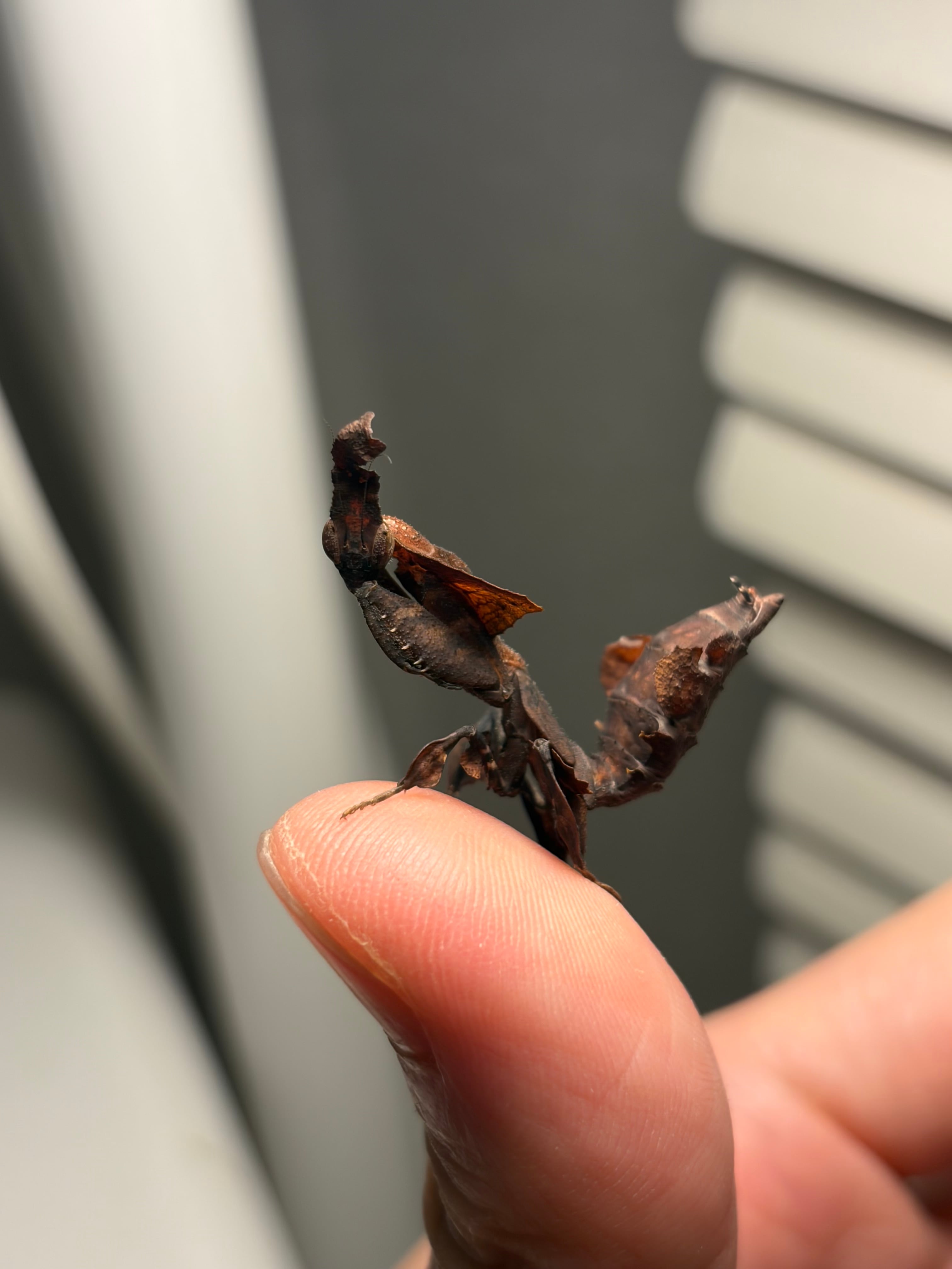 38mm】アングラトゥスミカドコメツキムシ フェラーリコメツキムシ甲虫