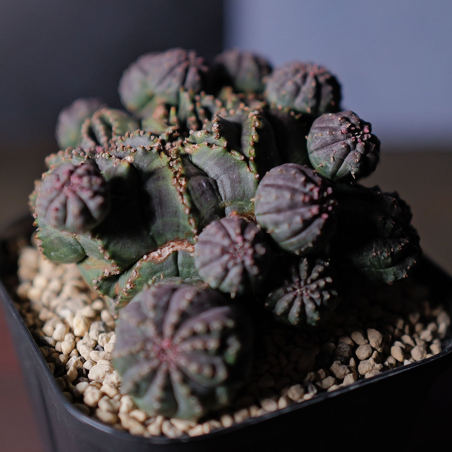 分頭 オベサ (ダブル、トリプルヘッド) | LIGHTHOUSE.PLANTS - 海外