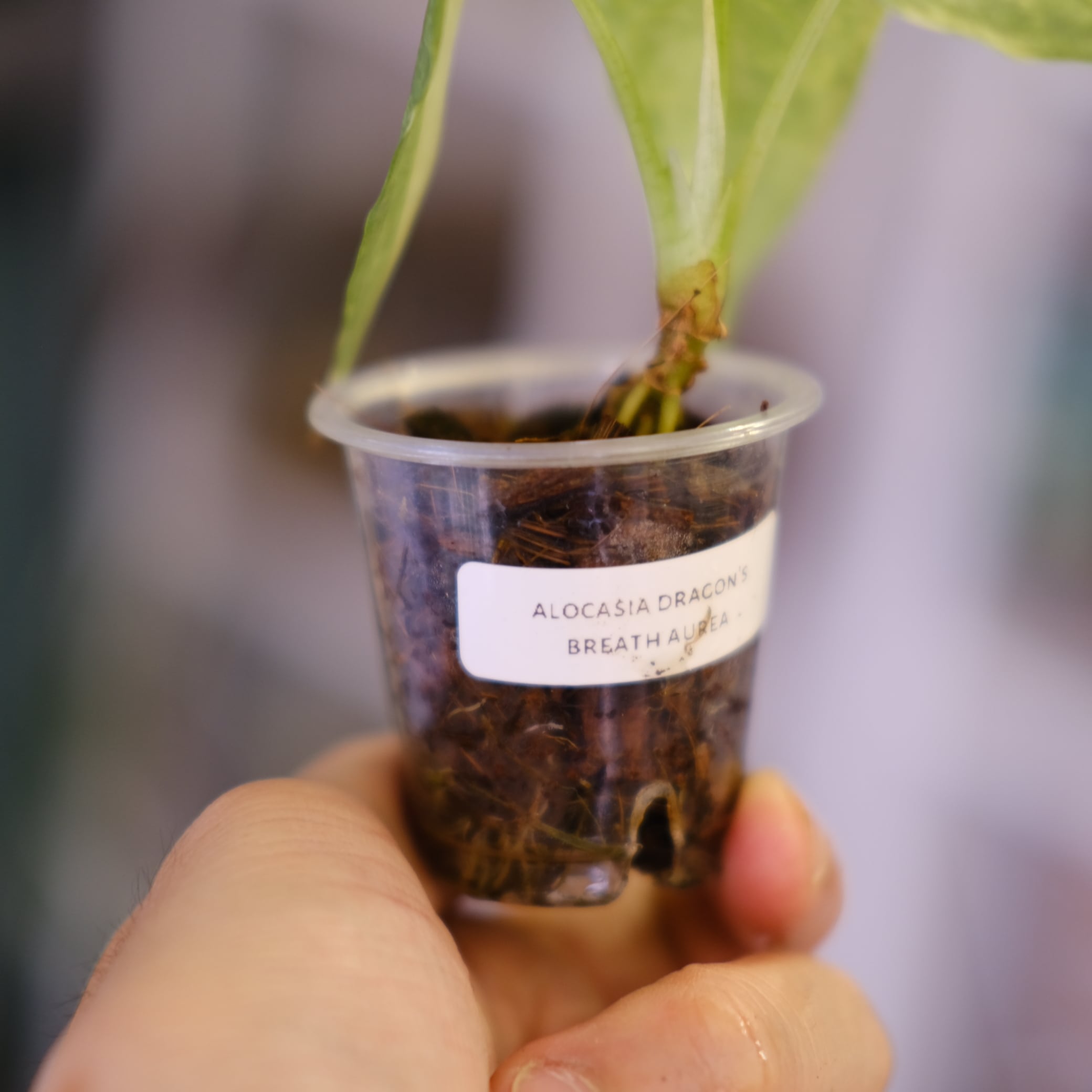 Alocasia Dragon Breath aurea｜アロカシア ドラゴン Alocasia 'Dragon Breath' aurea｜アロカシア ドラゴンブレス オーレア