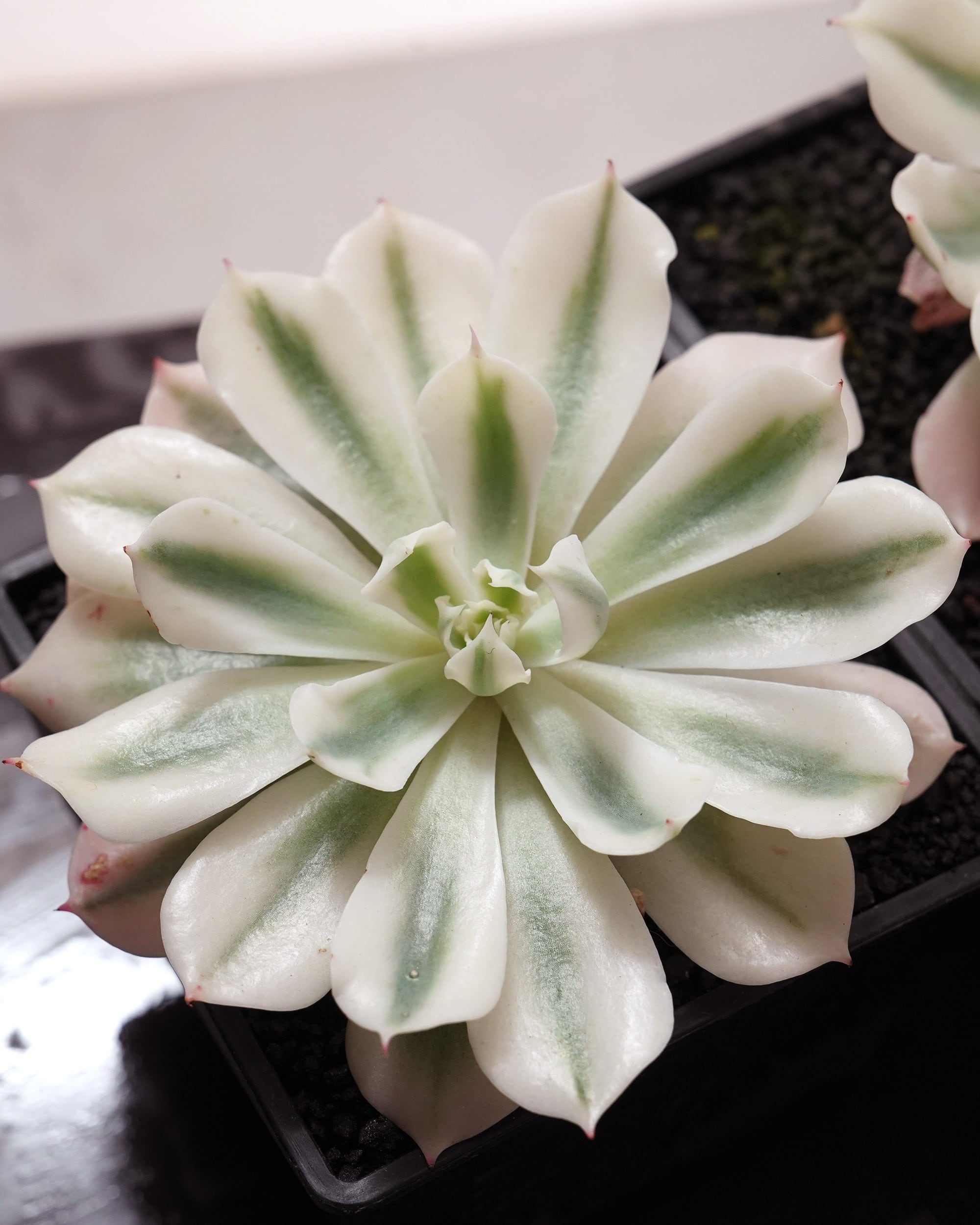 発根済カット苗 スリラーパール 大株 Echeveria 'Thriller Pearl