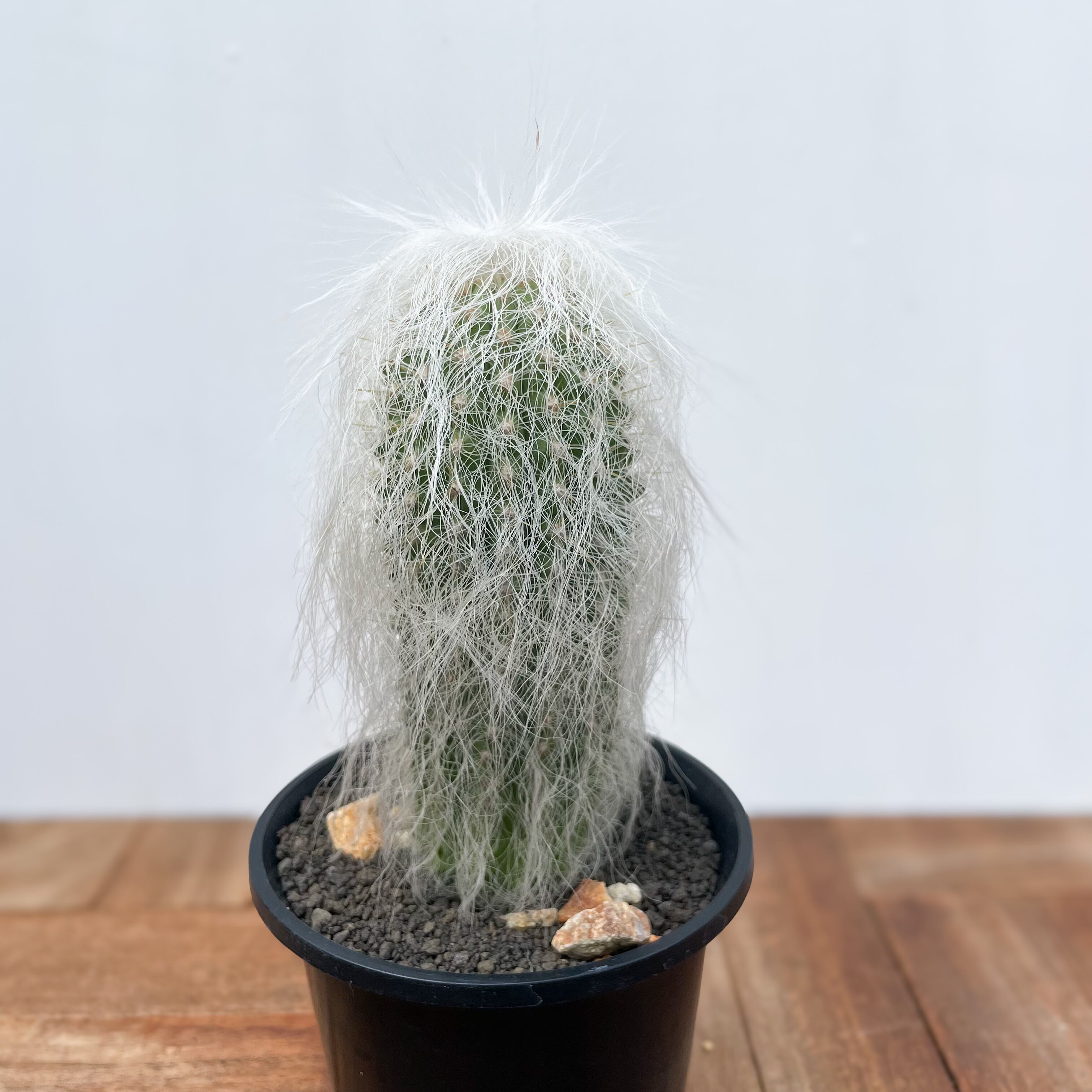 ☆サボテン ☆サボテン ロホホラ 銀冠錦 ロホホラ 銀冠玉錦