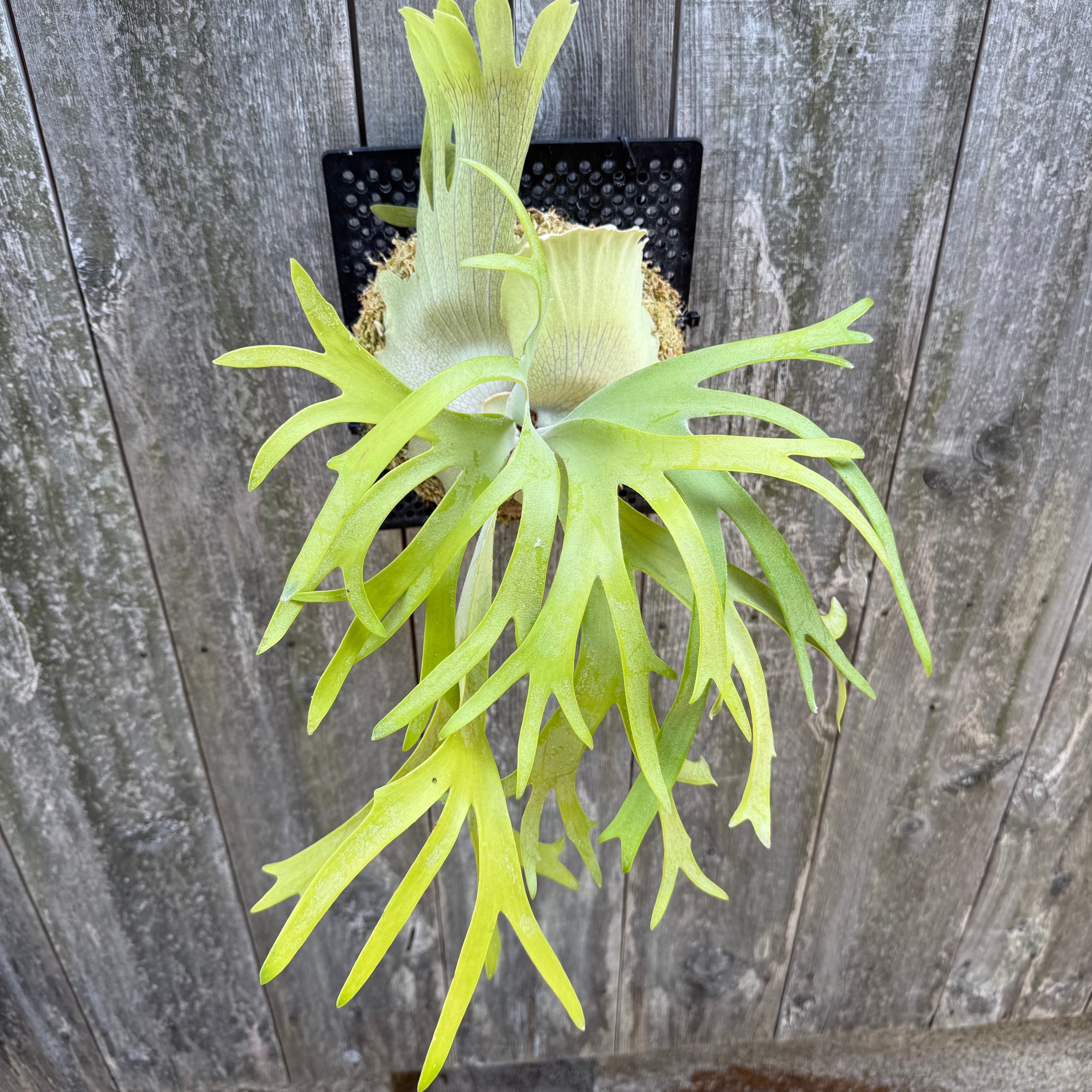 P. willinckii cv. Ryusei (pup) | naturefix