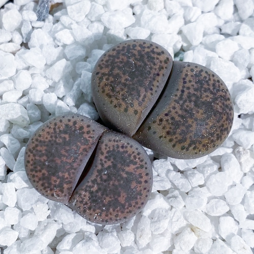 リトープス 麗春玉 Lithops localis 'Peersii'