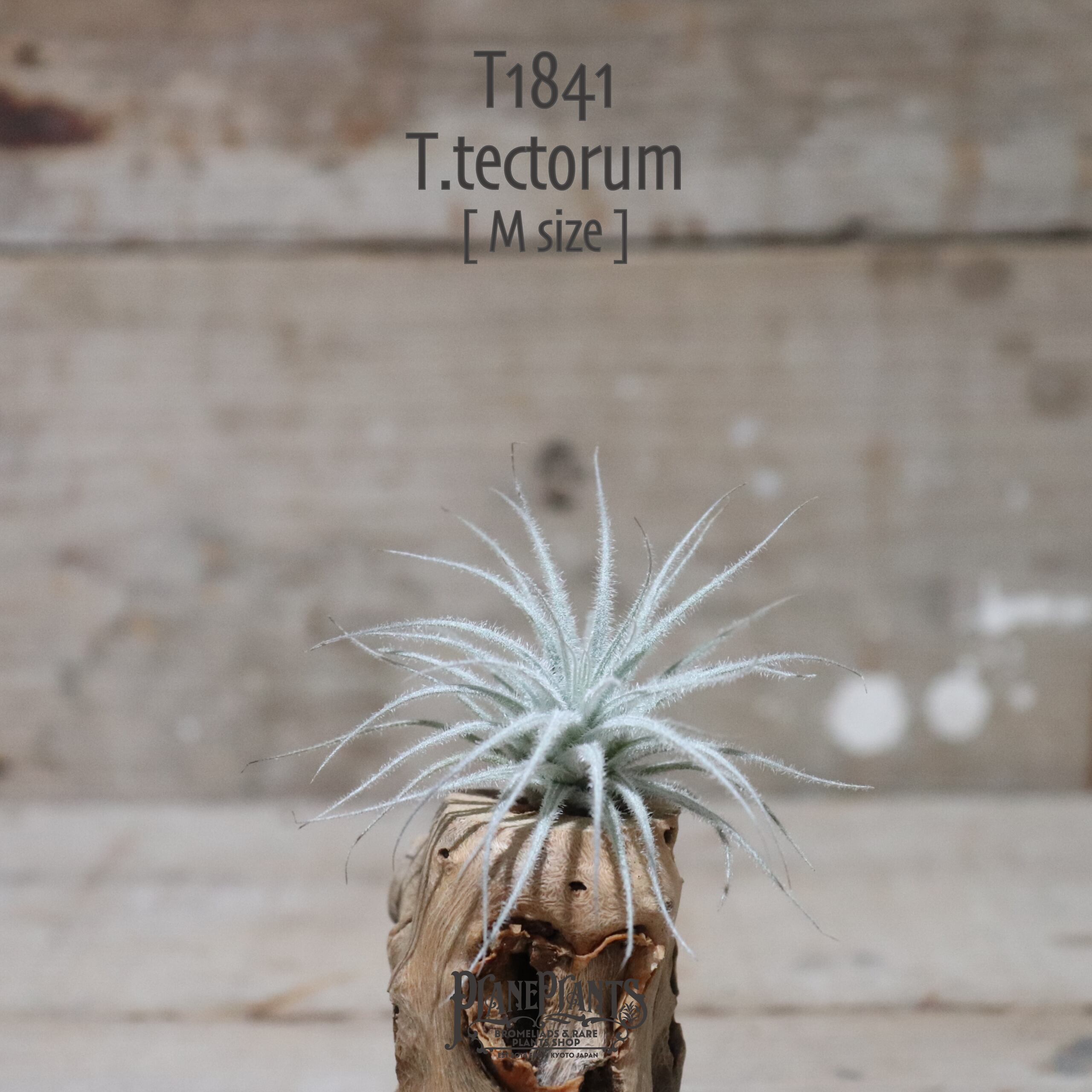 【送料無料】テクトラム M〔エアプランツ〕現品発送T1841