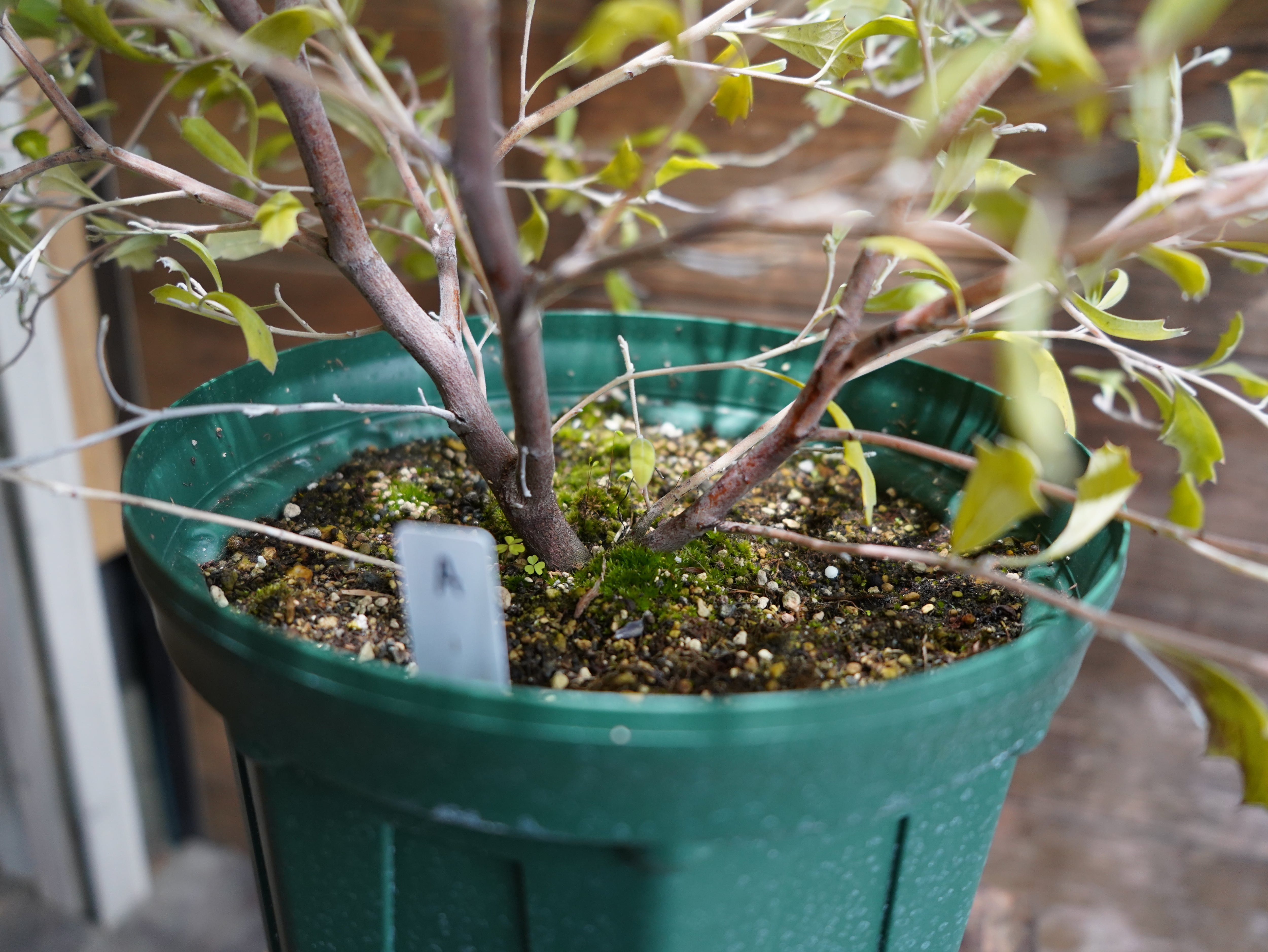 【現物】グレビレア　”ホーリーホワイト”