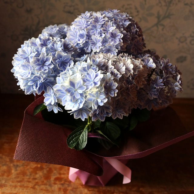 咲き方がとても珍しい今人気のアジサイ「万華鏡・ブルー」