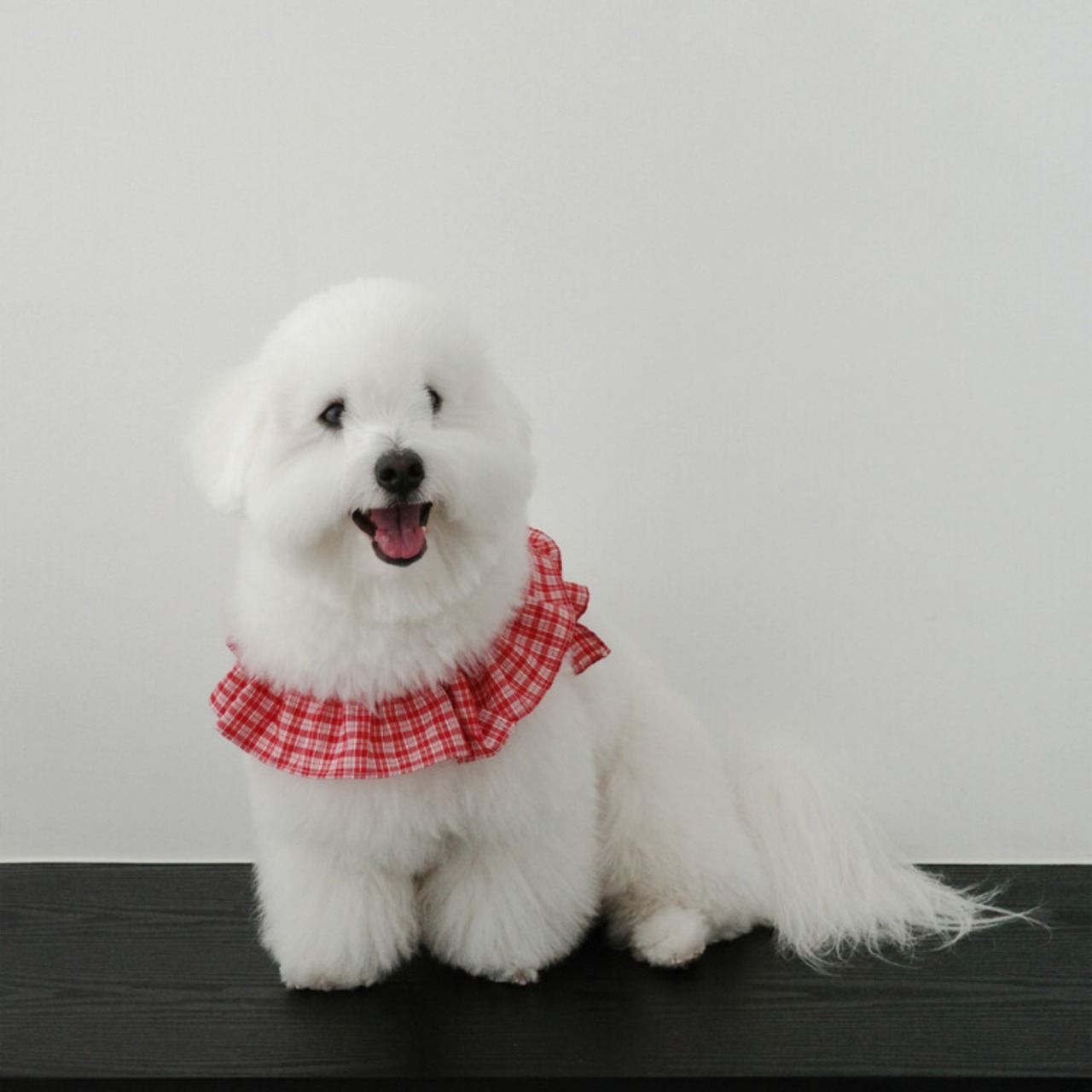 【予約】[ OHDIBS ] CAPENESS leash｜NO.15 _Red check - 3