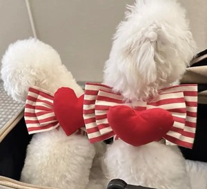 ハーネス❤︎