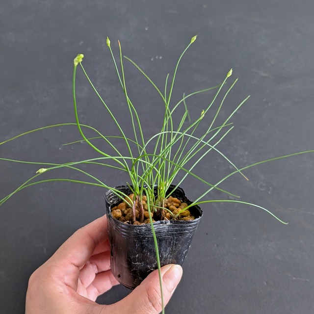 紀伊イトラッキョウ　苔テラリウム作製用素材