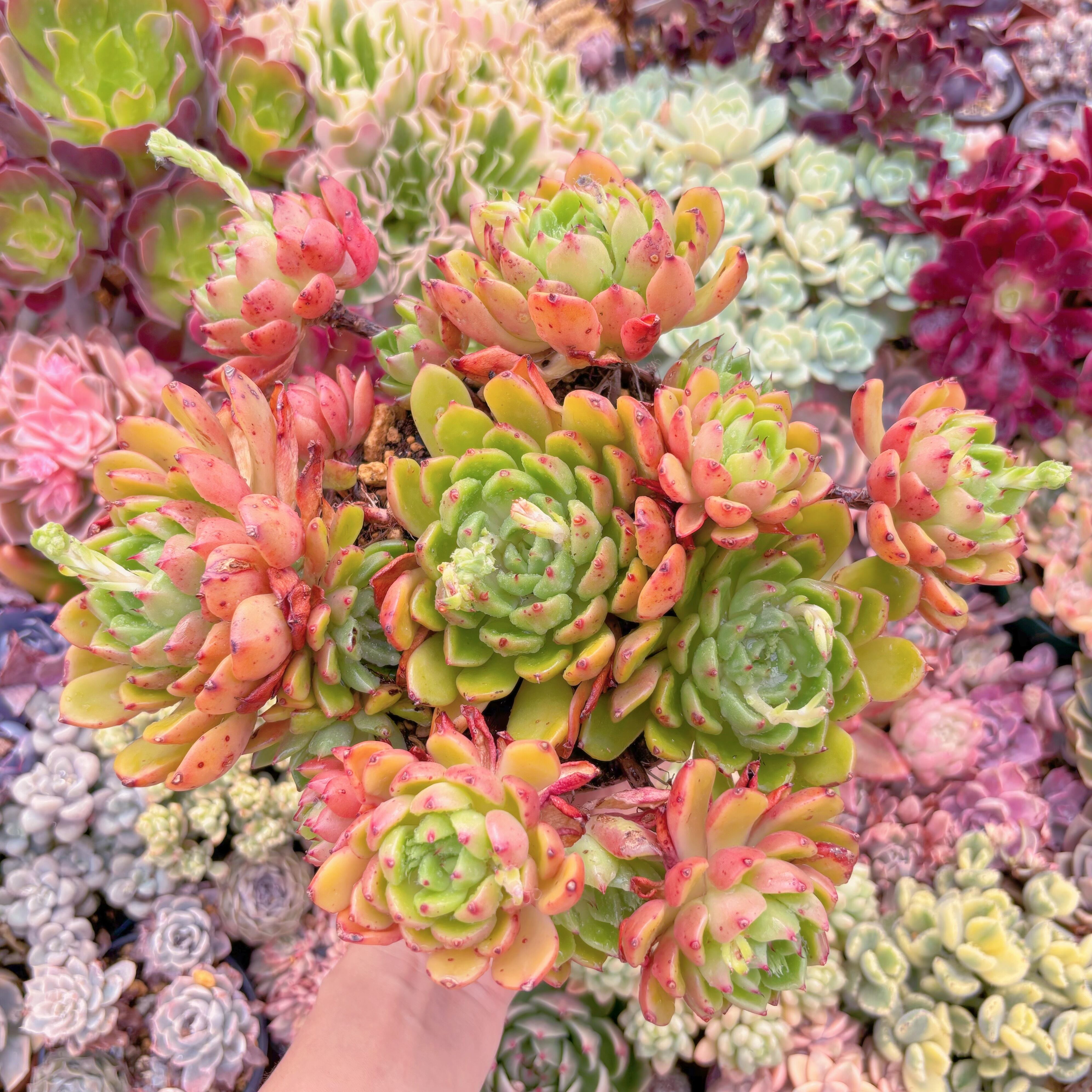 現品　新品種　油画#531　特特大群生　新入荷