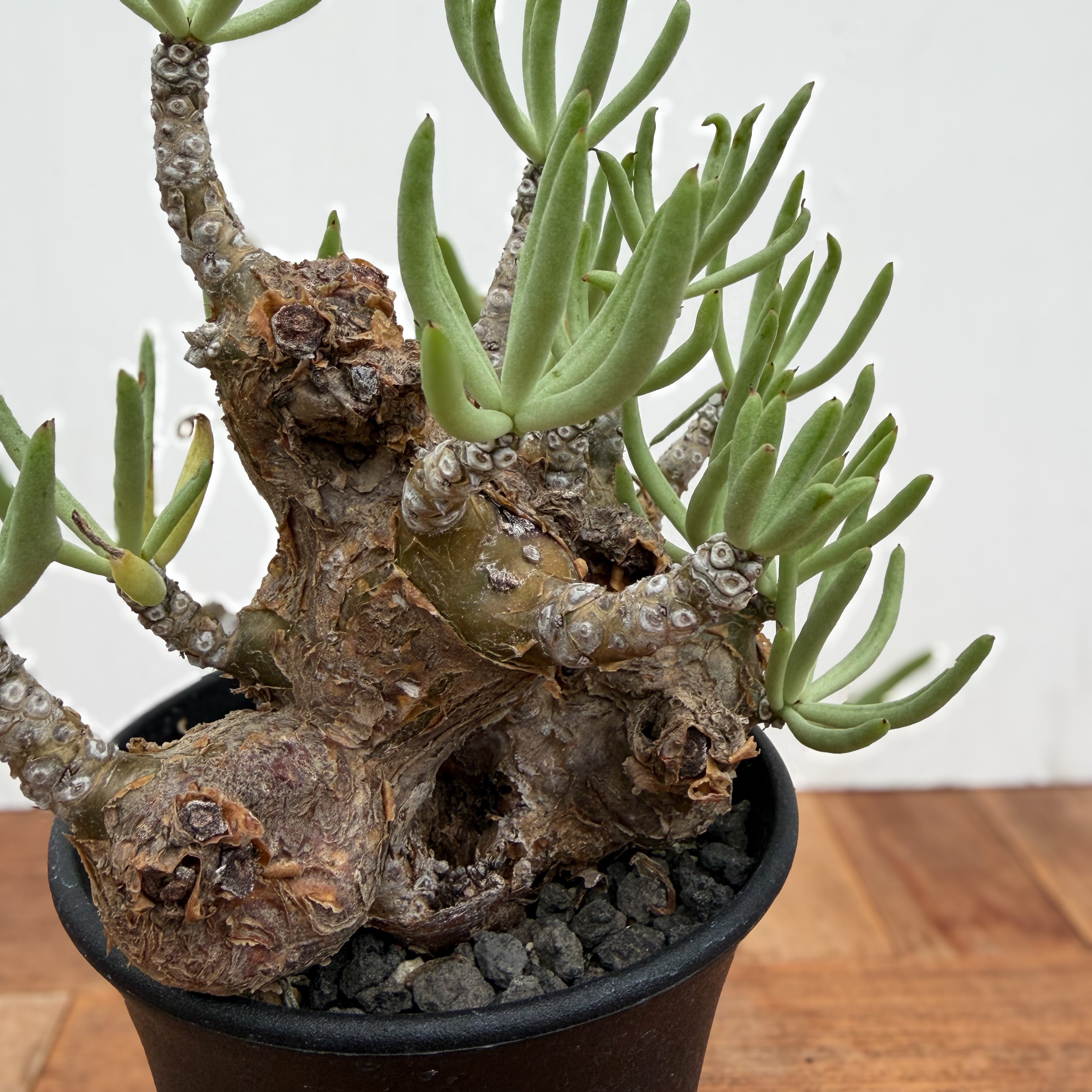 チレコドン　ペアルソニー Tylecodon pearsonii【チレコドン・ペアルソニー】 | RIMO'S GREEN