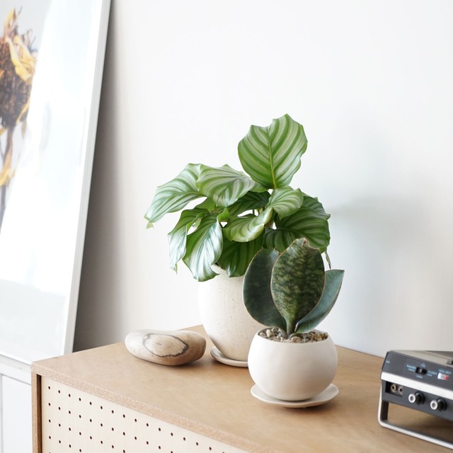 カラテア オルビフォリア Ayanas アヤナス 観葉植物のセレクトショップ 通販