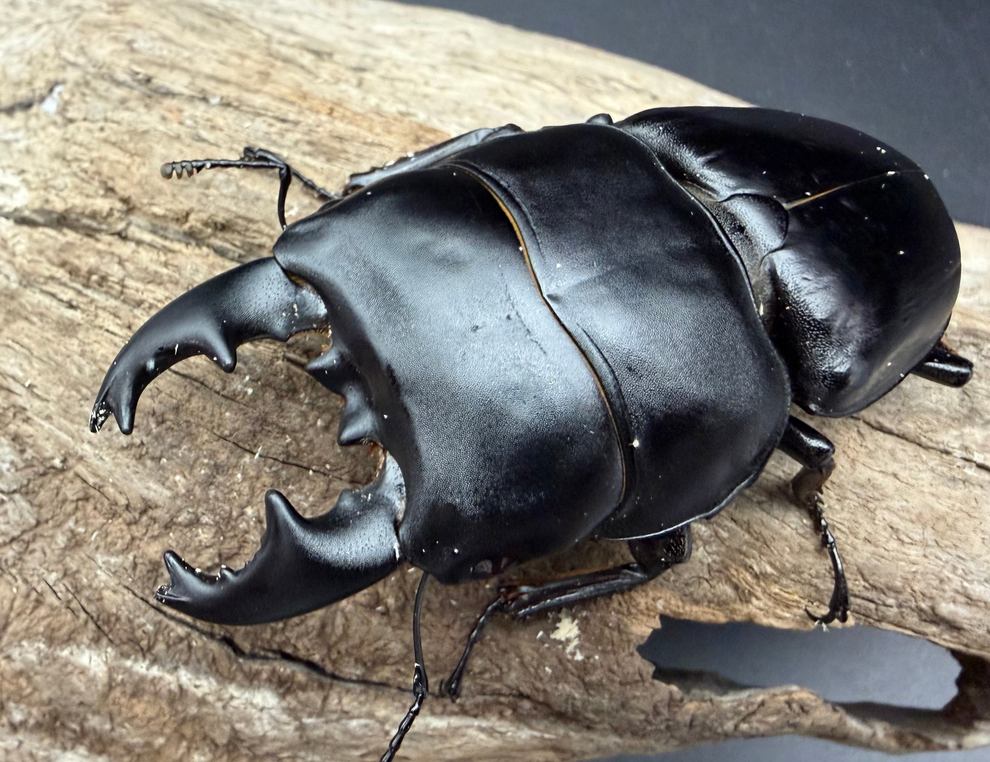 ヒラタクワガタの仲間 | KPW公式オンラインショップ