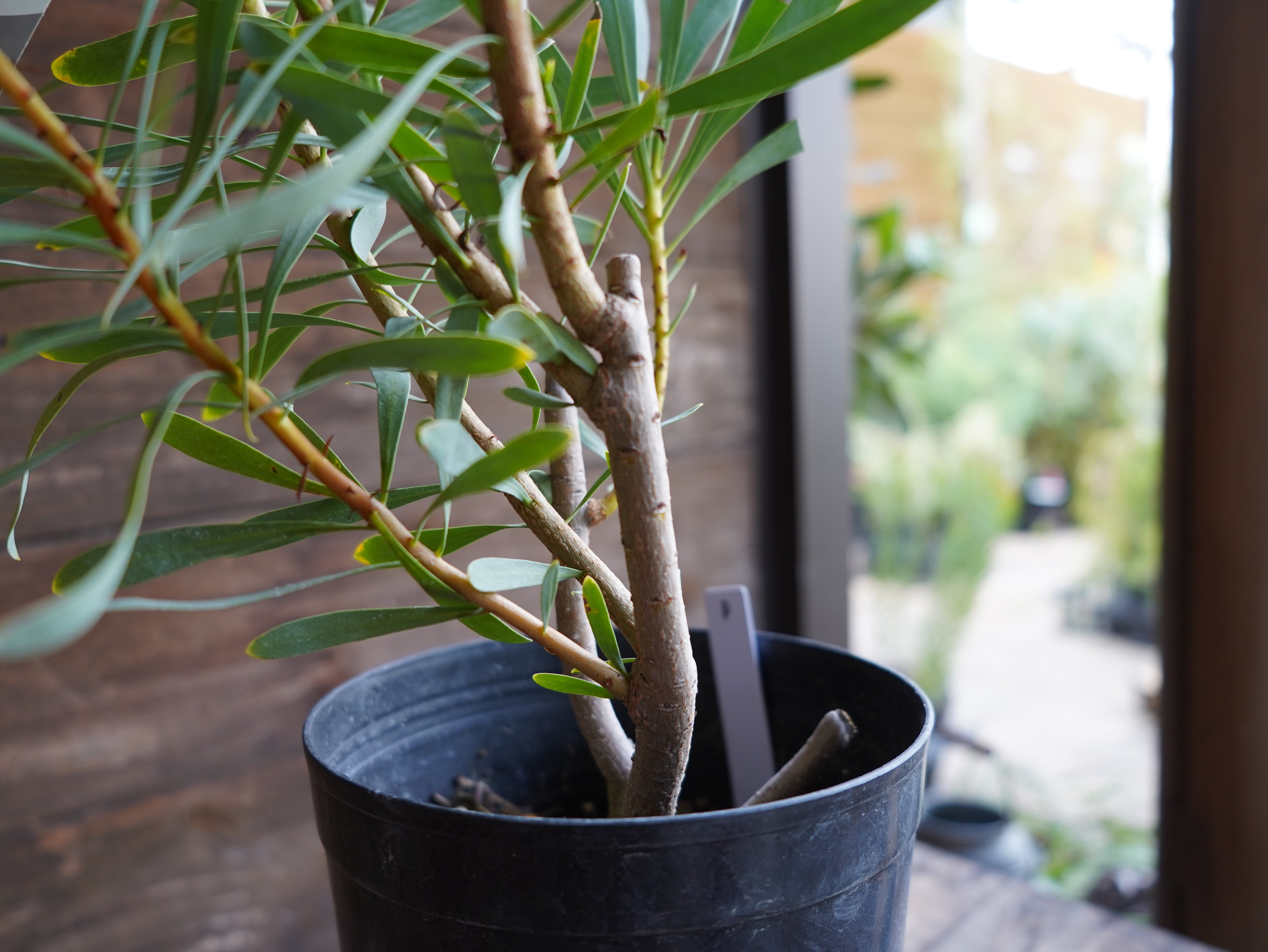 【現物】プロテア ”ルビーブラッシュ” 6号 B