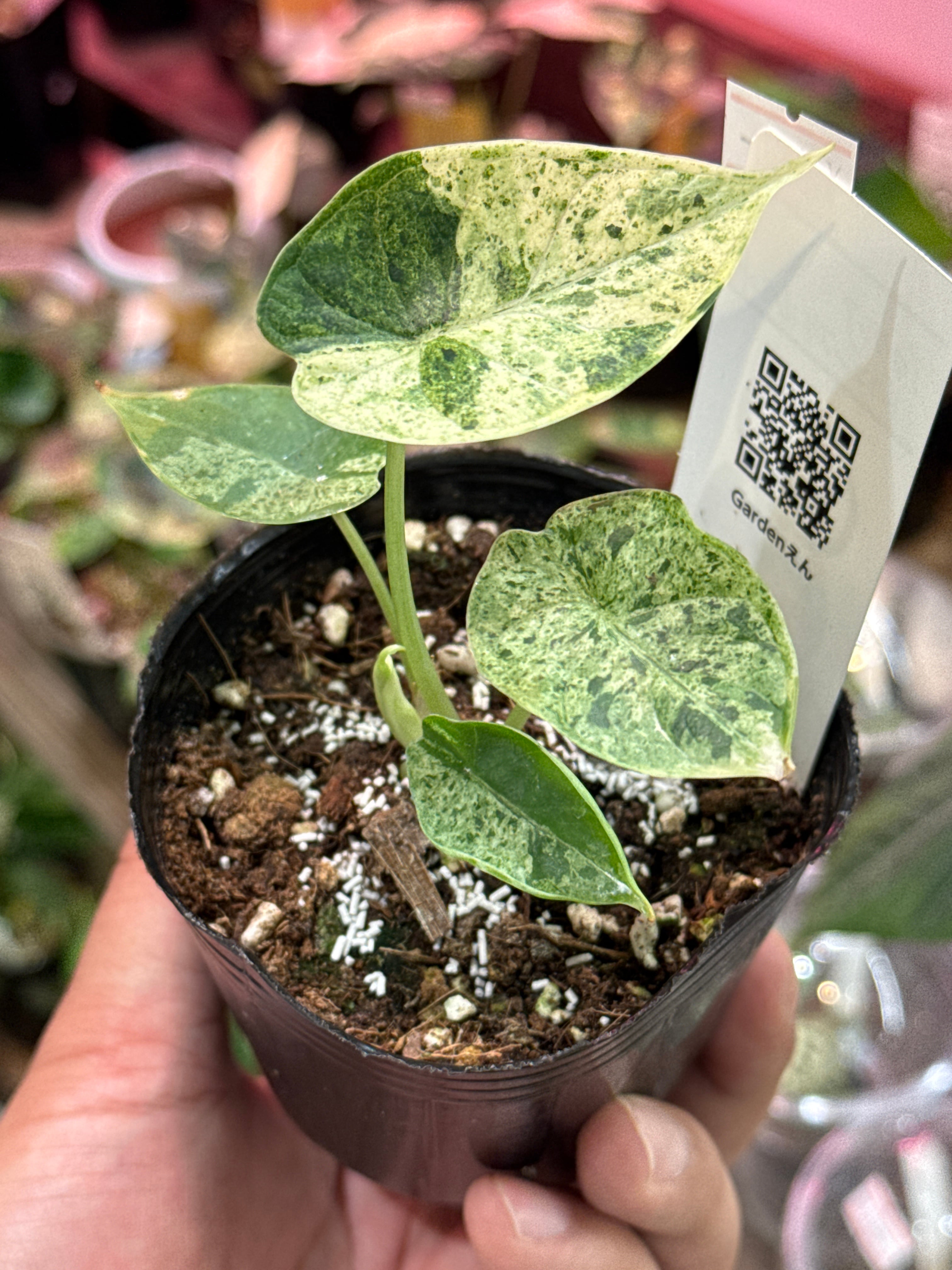 ⑤ アロカシア ドラゴンスケールミント斑入り | Gardenえん 【観葉熱帯