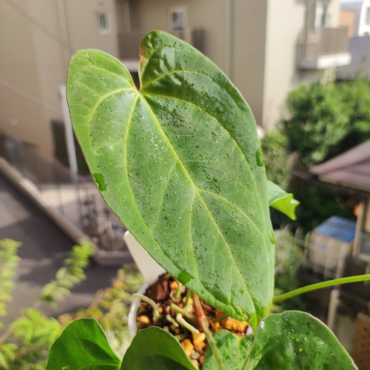 Anthurium King of spades × Papillilaminum(FS) / アンスリウム・キングオブスペード×パピリラミナム