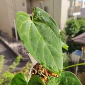 Anthurium King of spades × Papillilaminum(FS) / アンスリウム・キングオブスペード×パピリラミナム