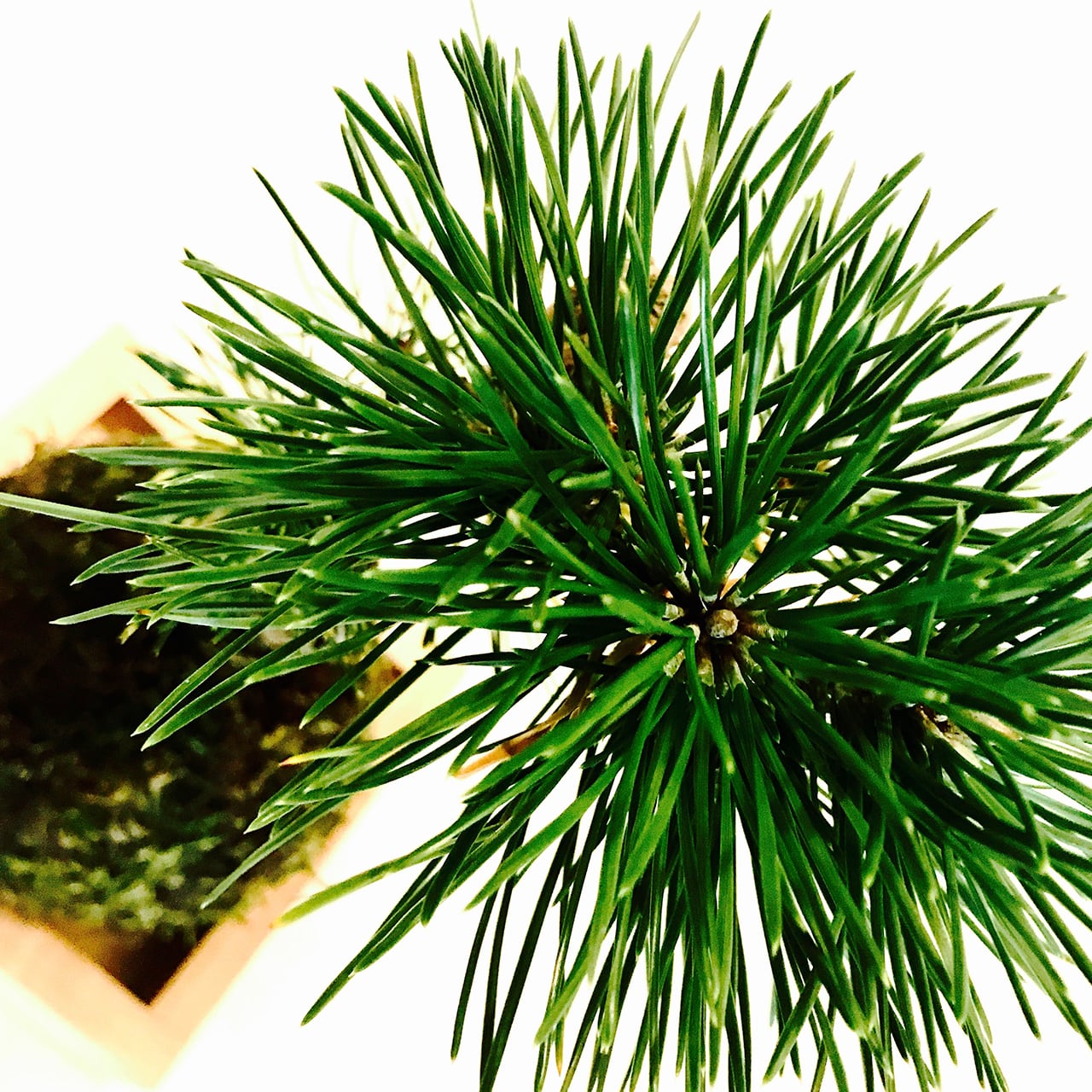 黒松 2合升 | MASU MOSS