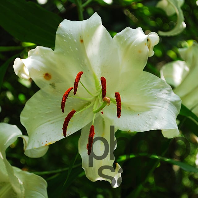 photosatoは山里の風景写真を素材として販売・展示しております。